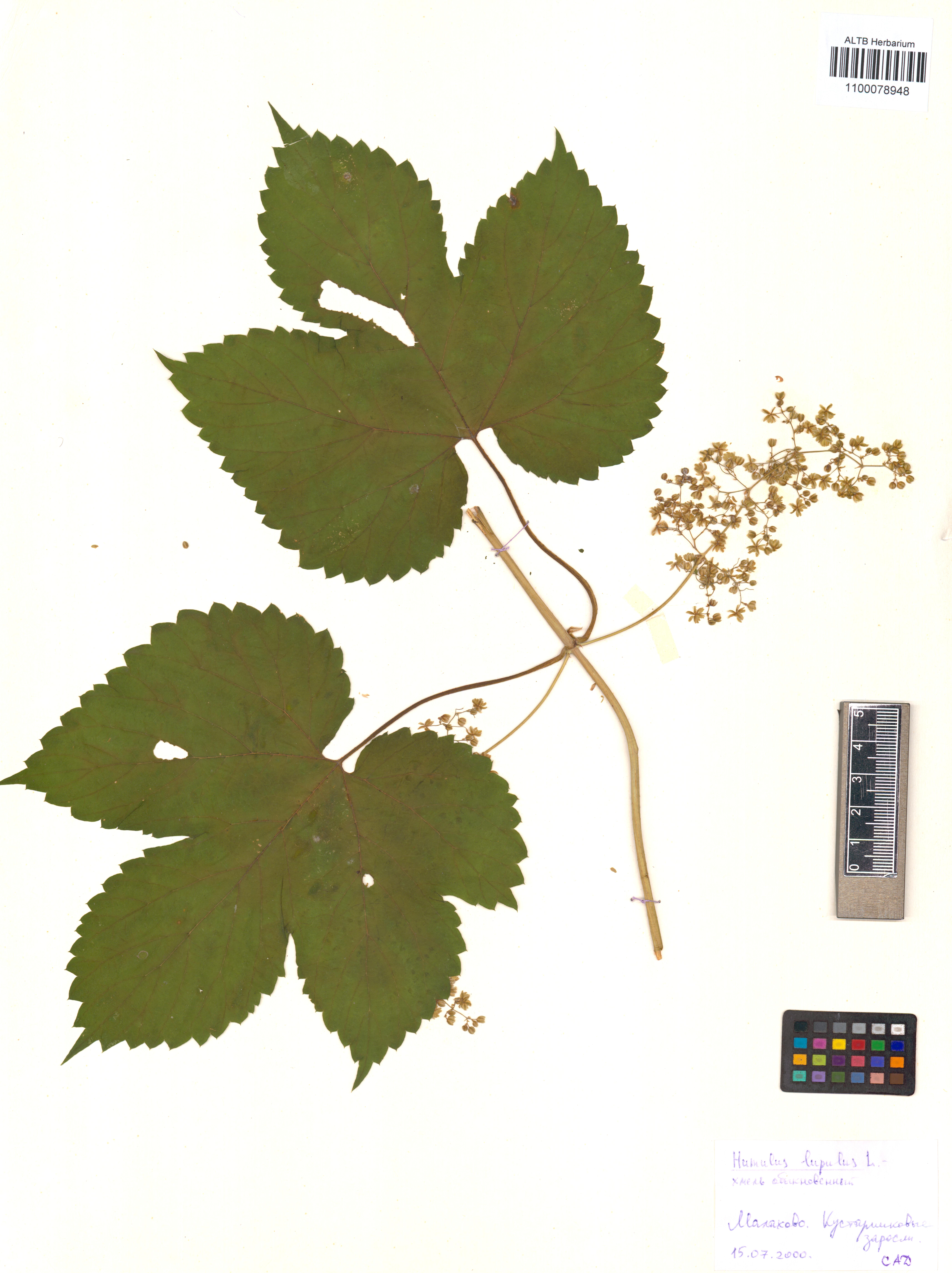 Humulus lupulus L.