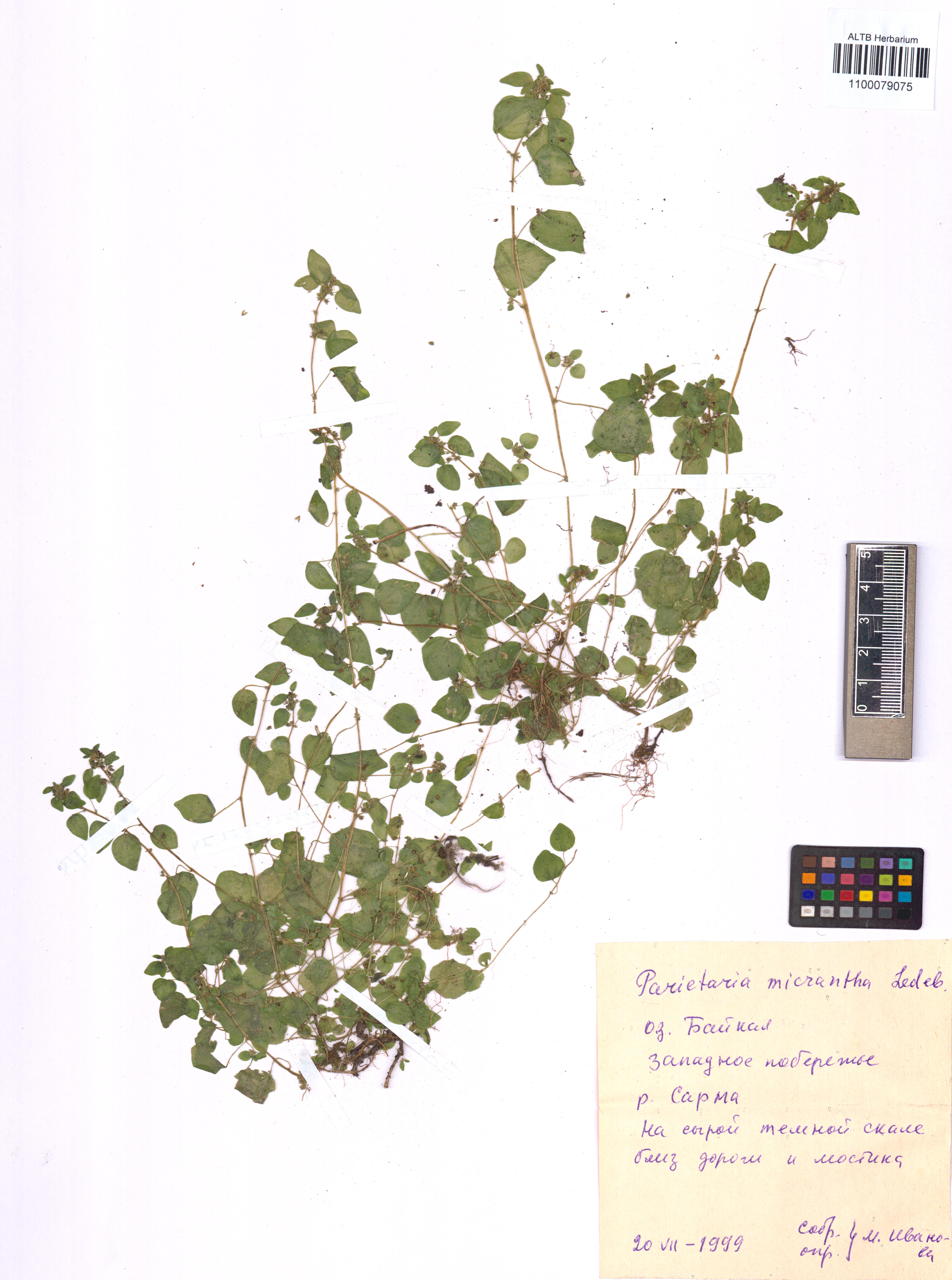 Parietaria micrantha Ledeb.