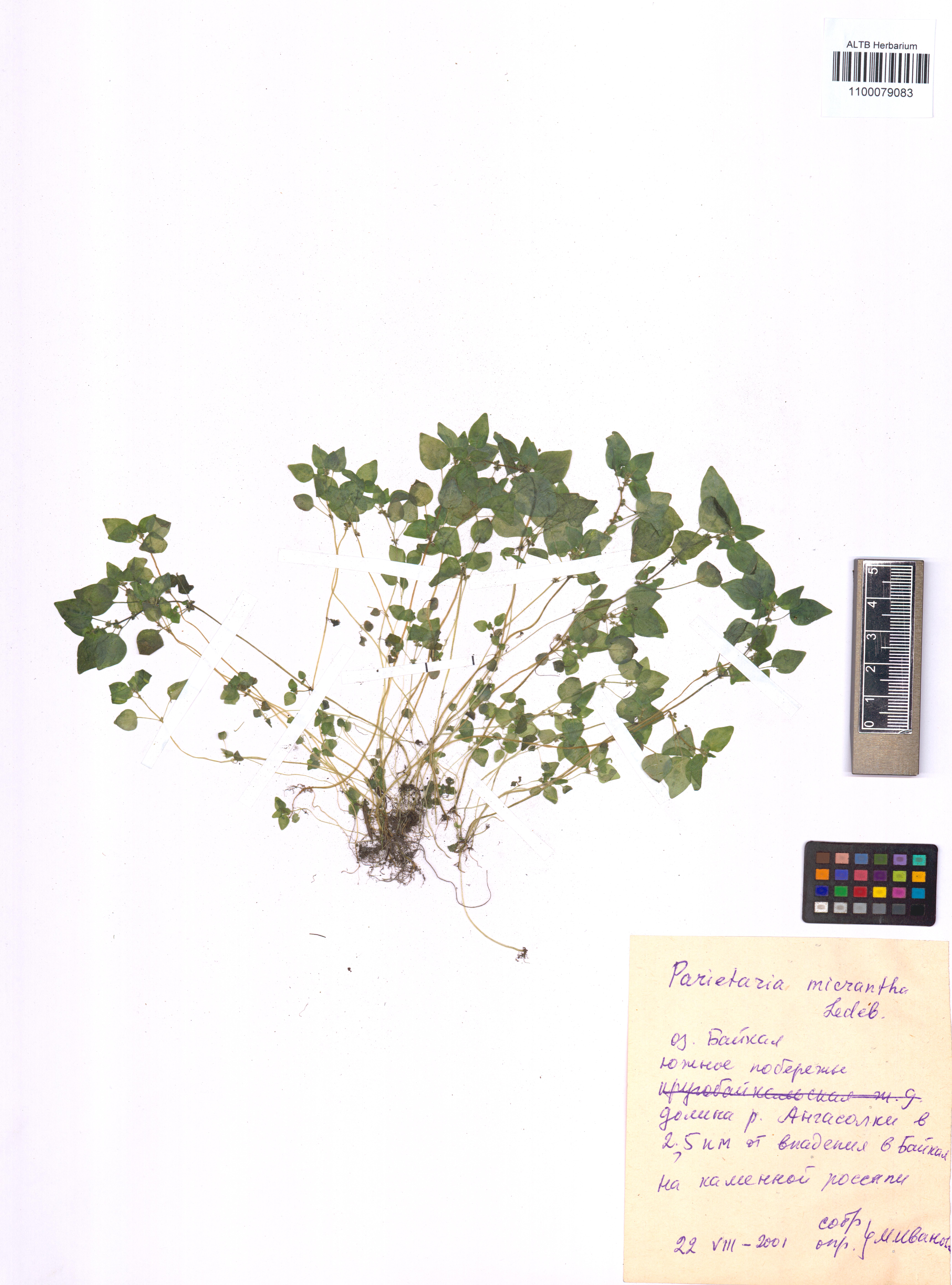Parietaria micrantha Ledeb.