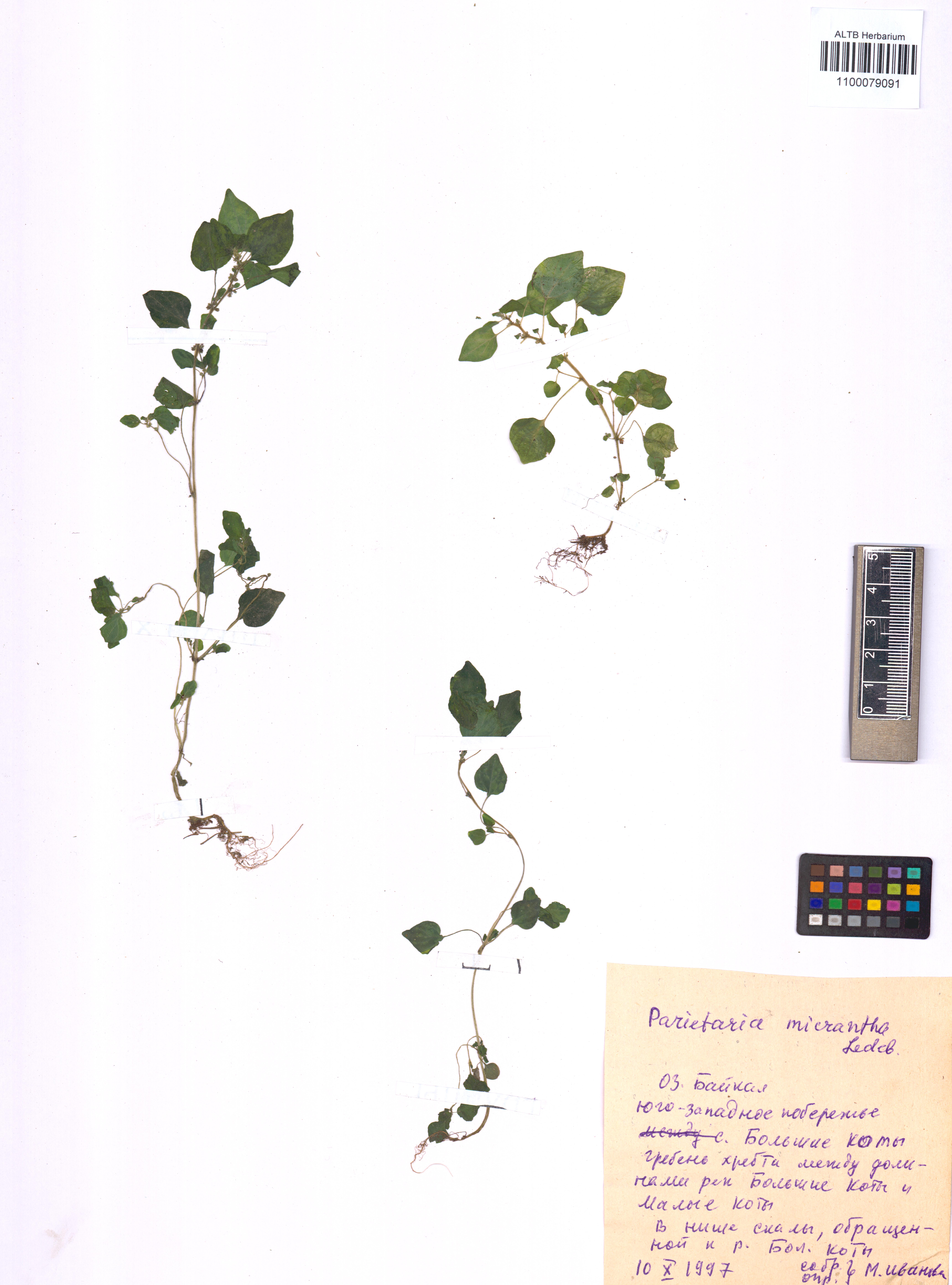 Parietaria micrantha Ledeb.