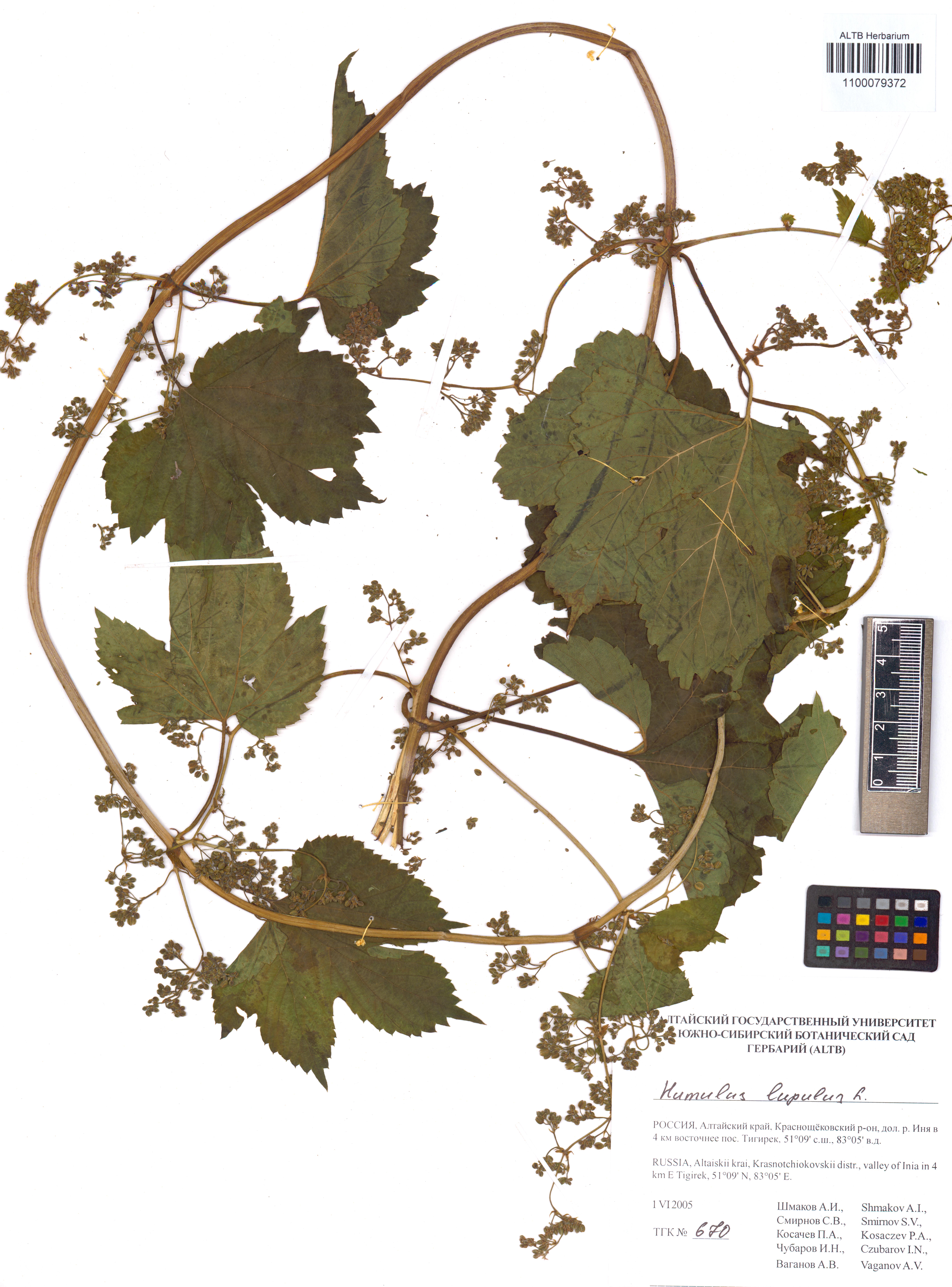 Humulus lupulus L.