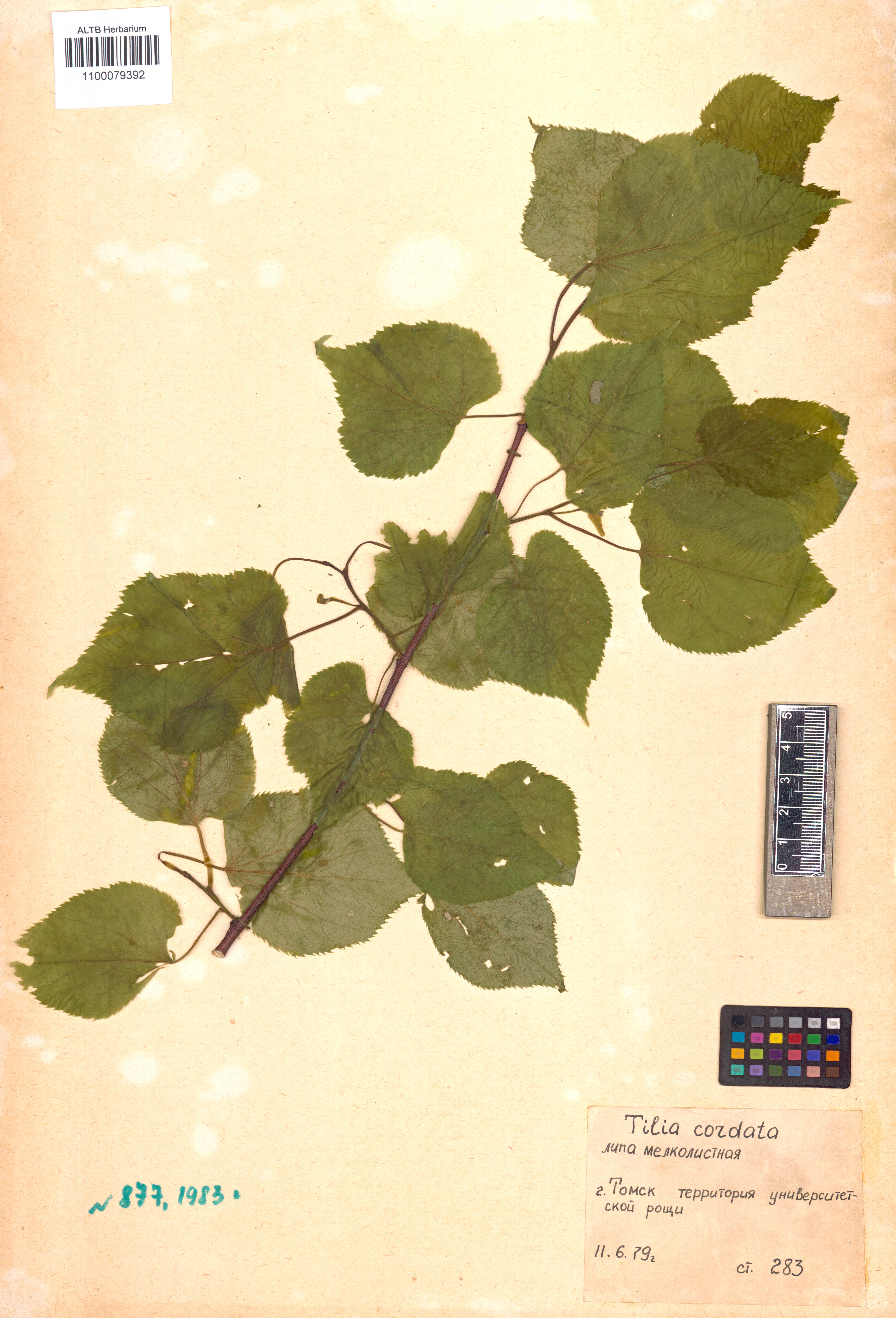 Tilia cordata Mill.