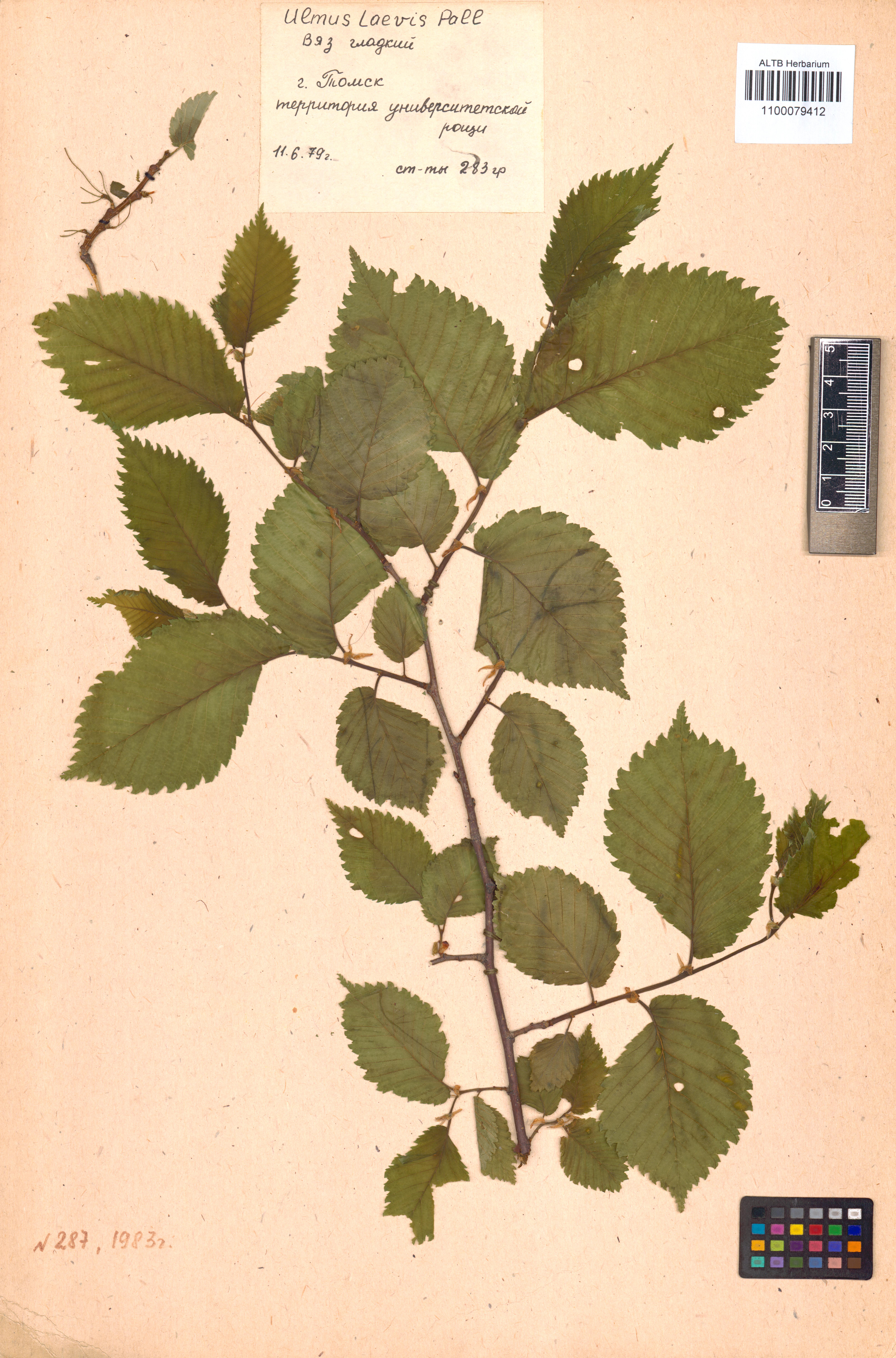 Ulmus laevis Pall.