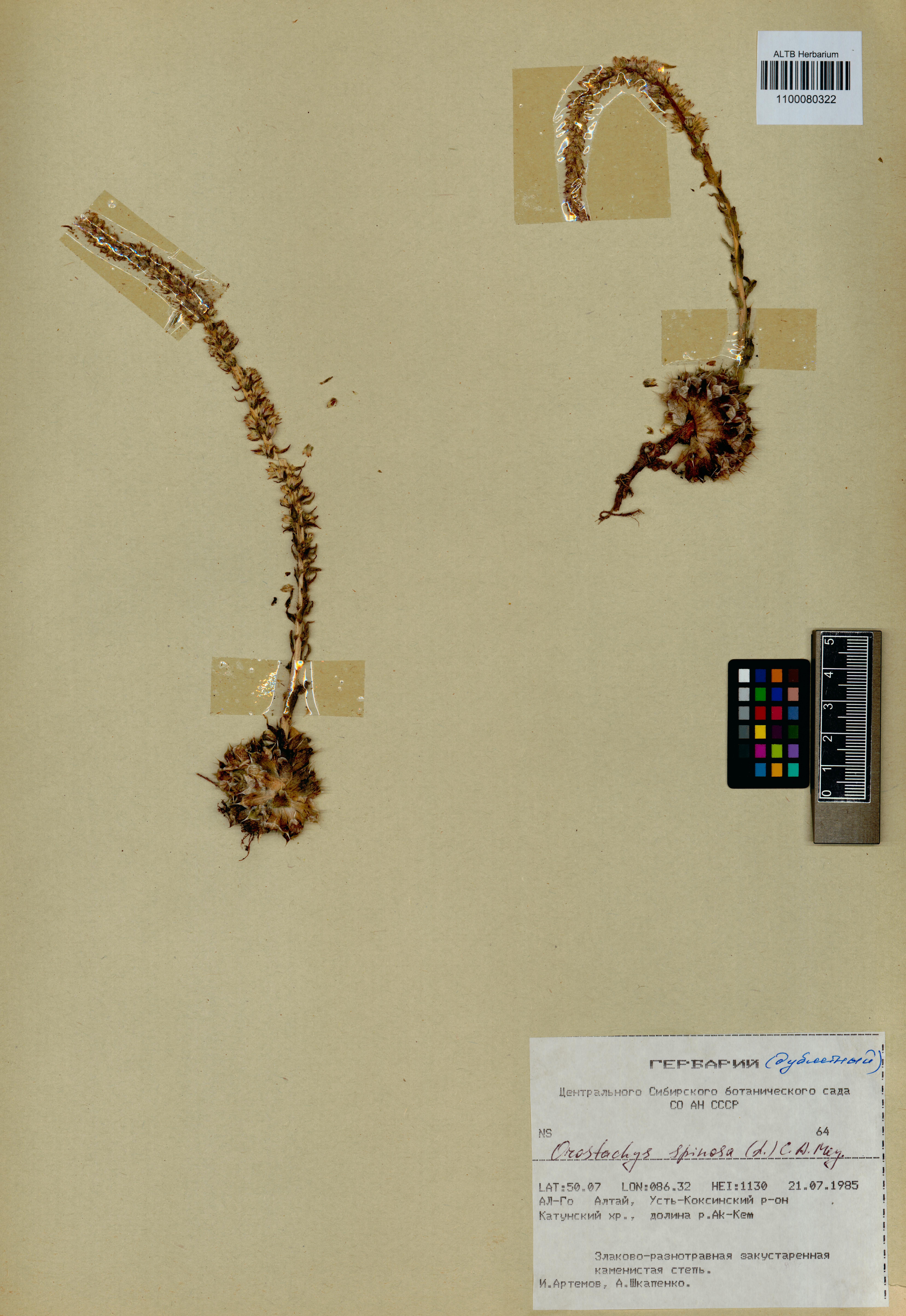 Orostachys spinosa (L.) Sweet
