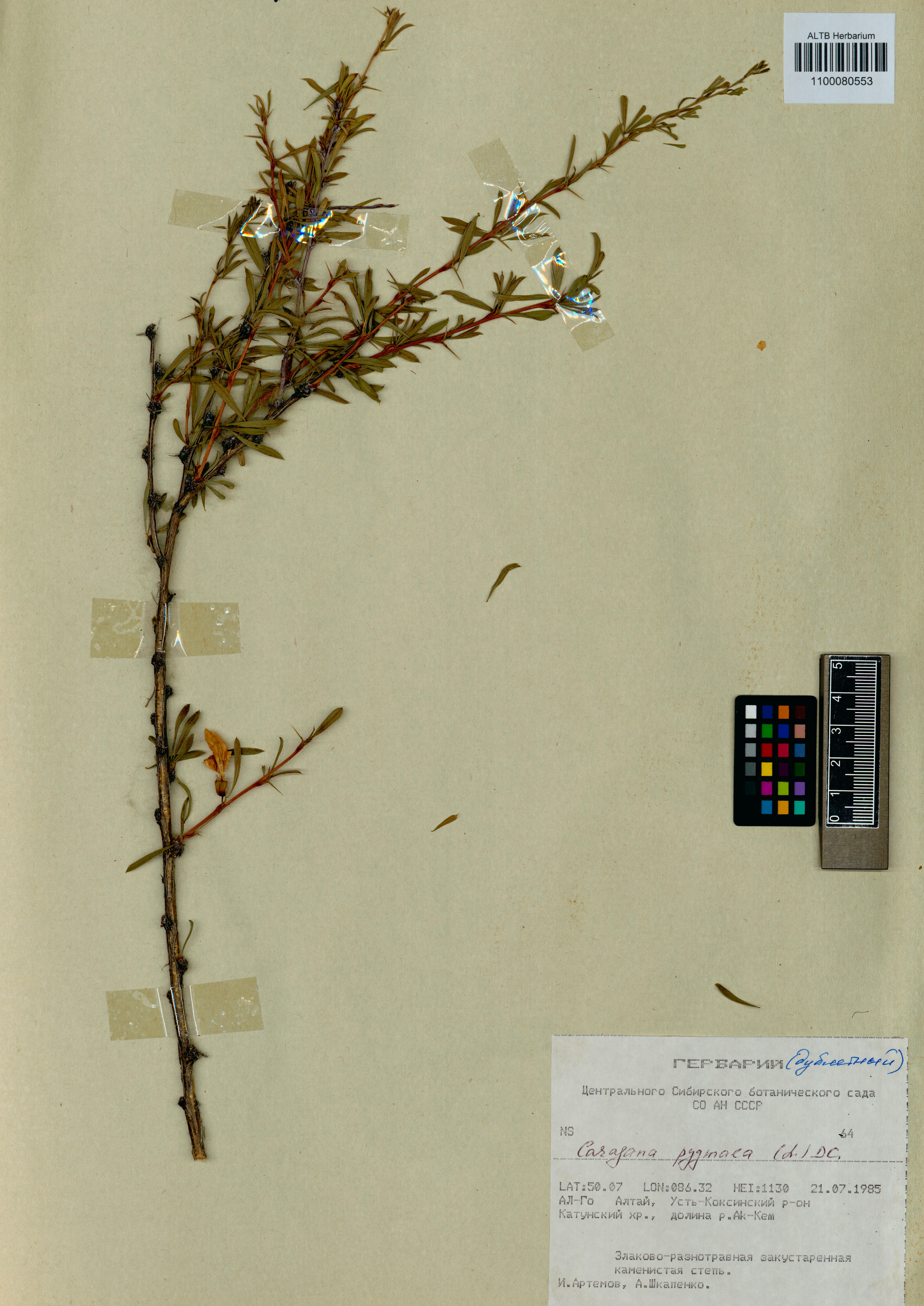 Caragana pygmaea (L.) DC.