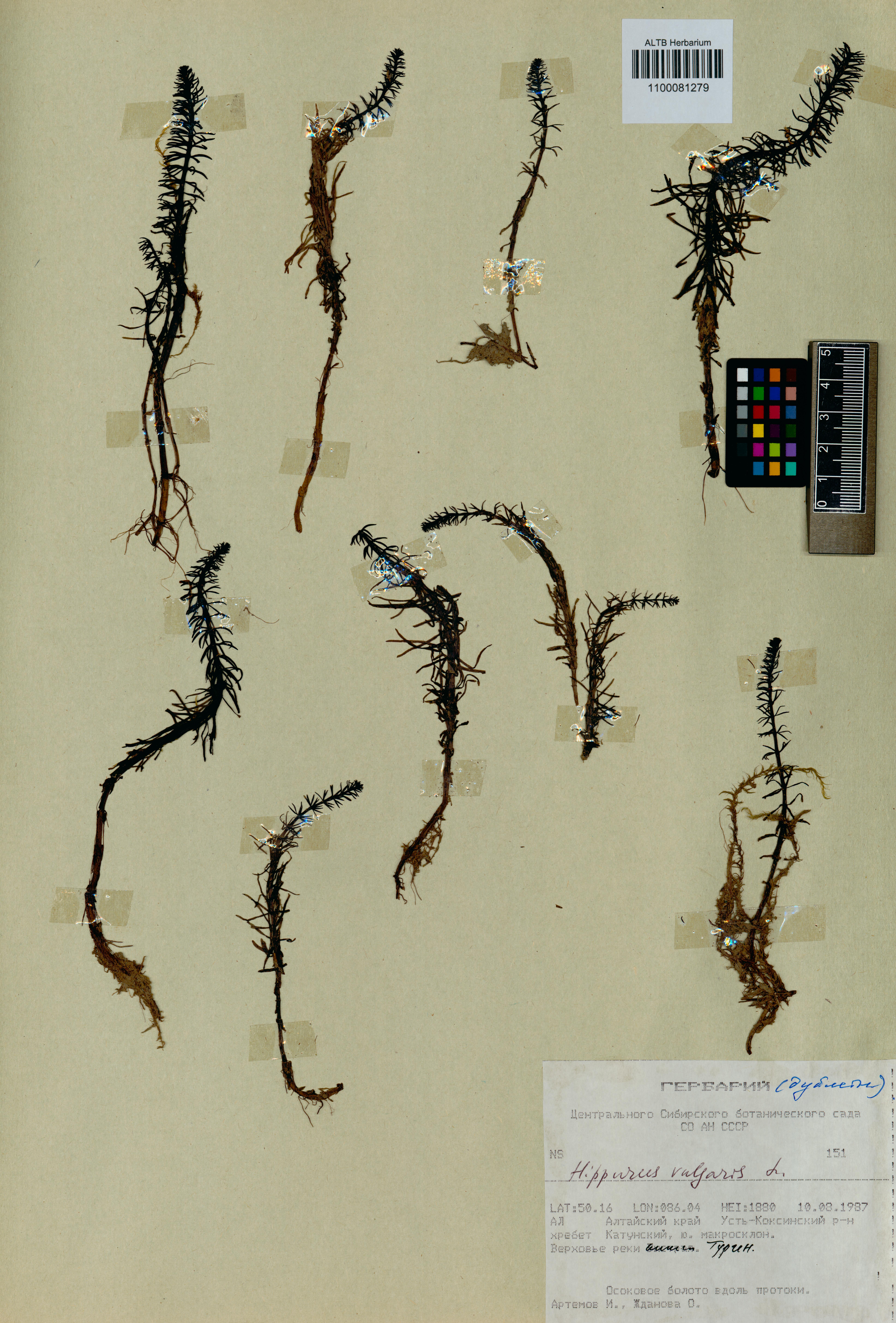 Hippuris vulgaris L.