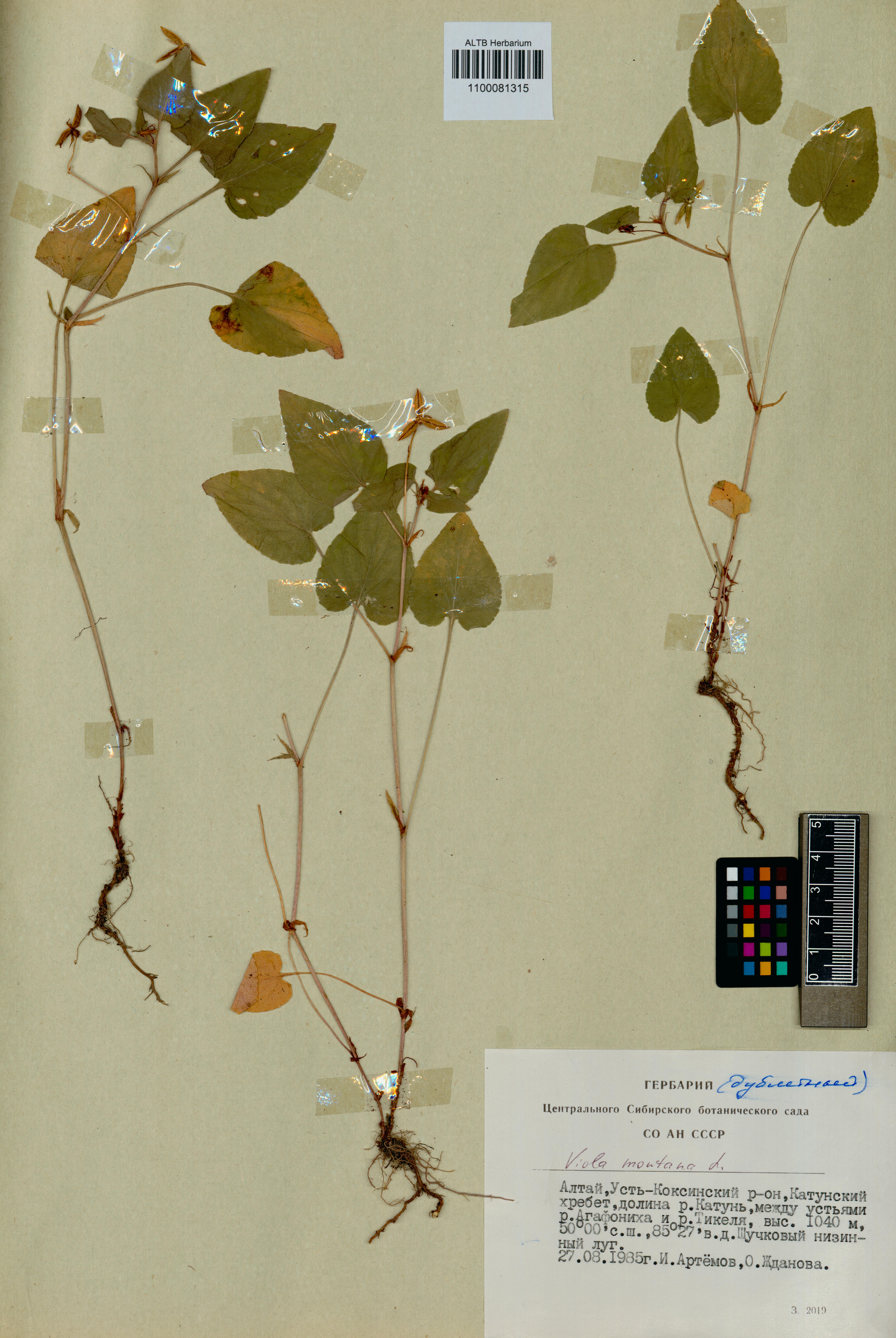Viola montana L.