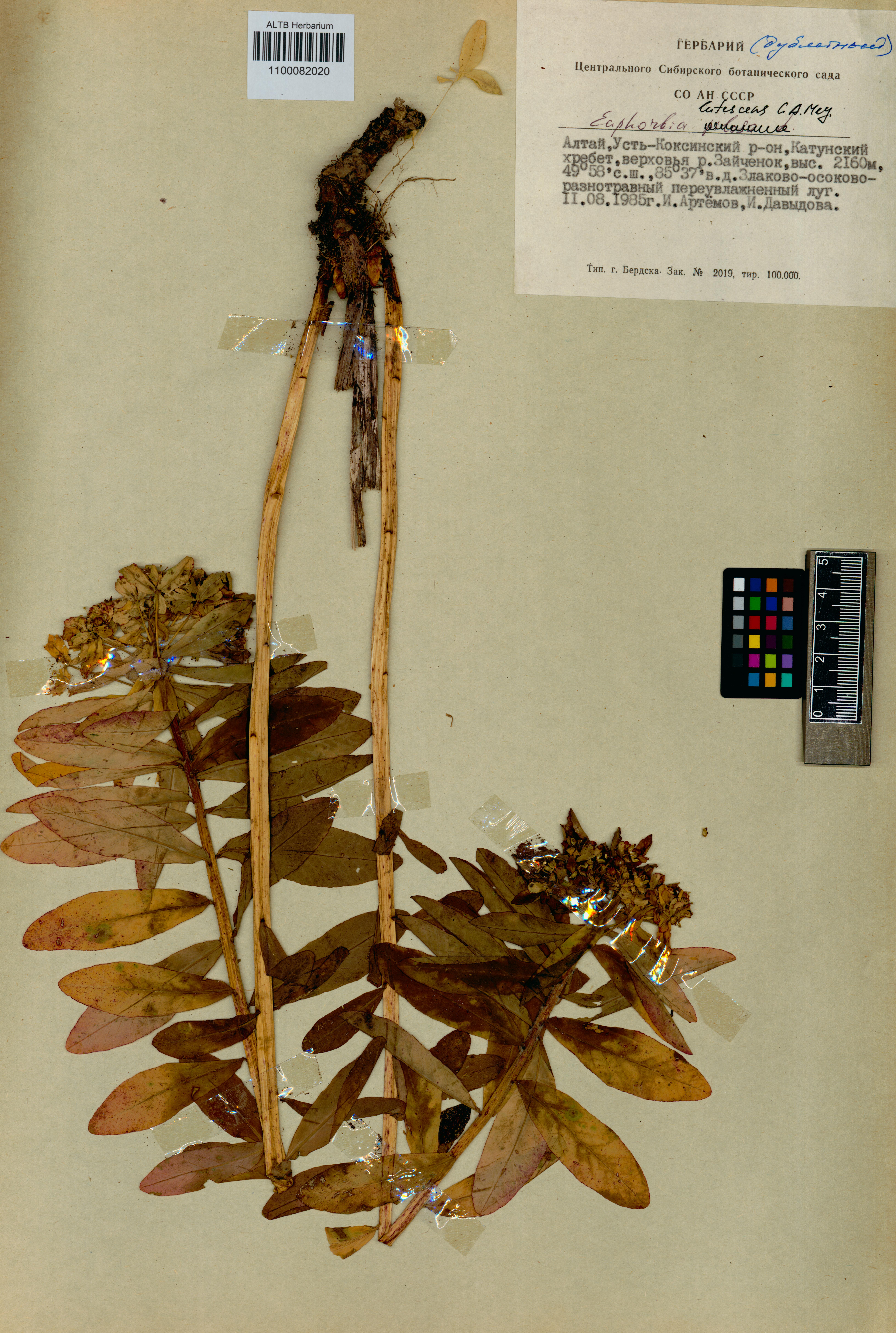 Euphorbia lutescens Ledeb.