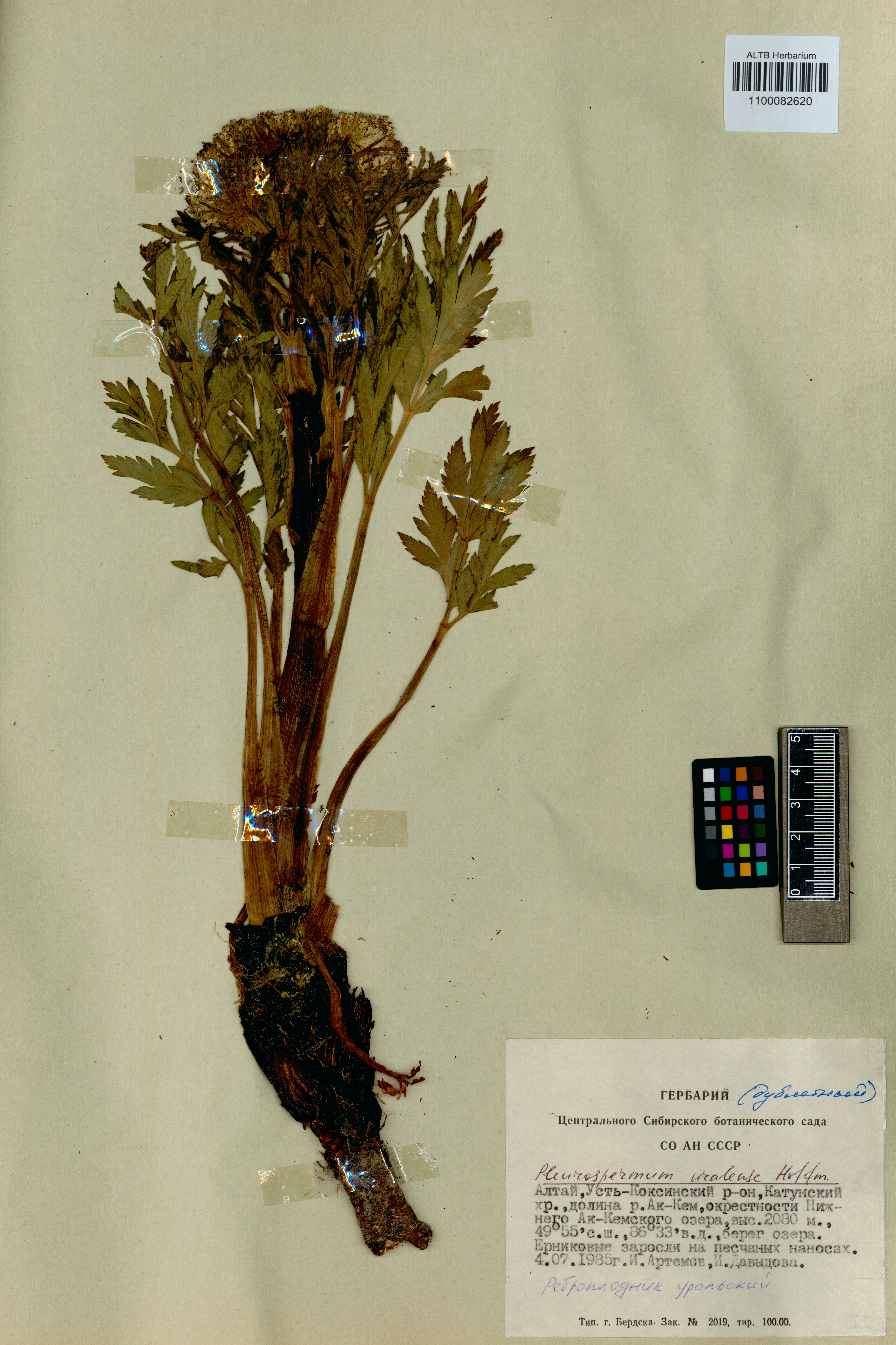 Pleurospermum uralense Hoffm.