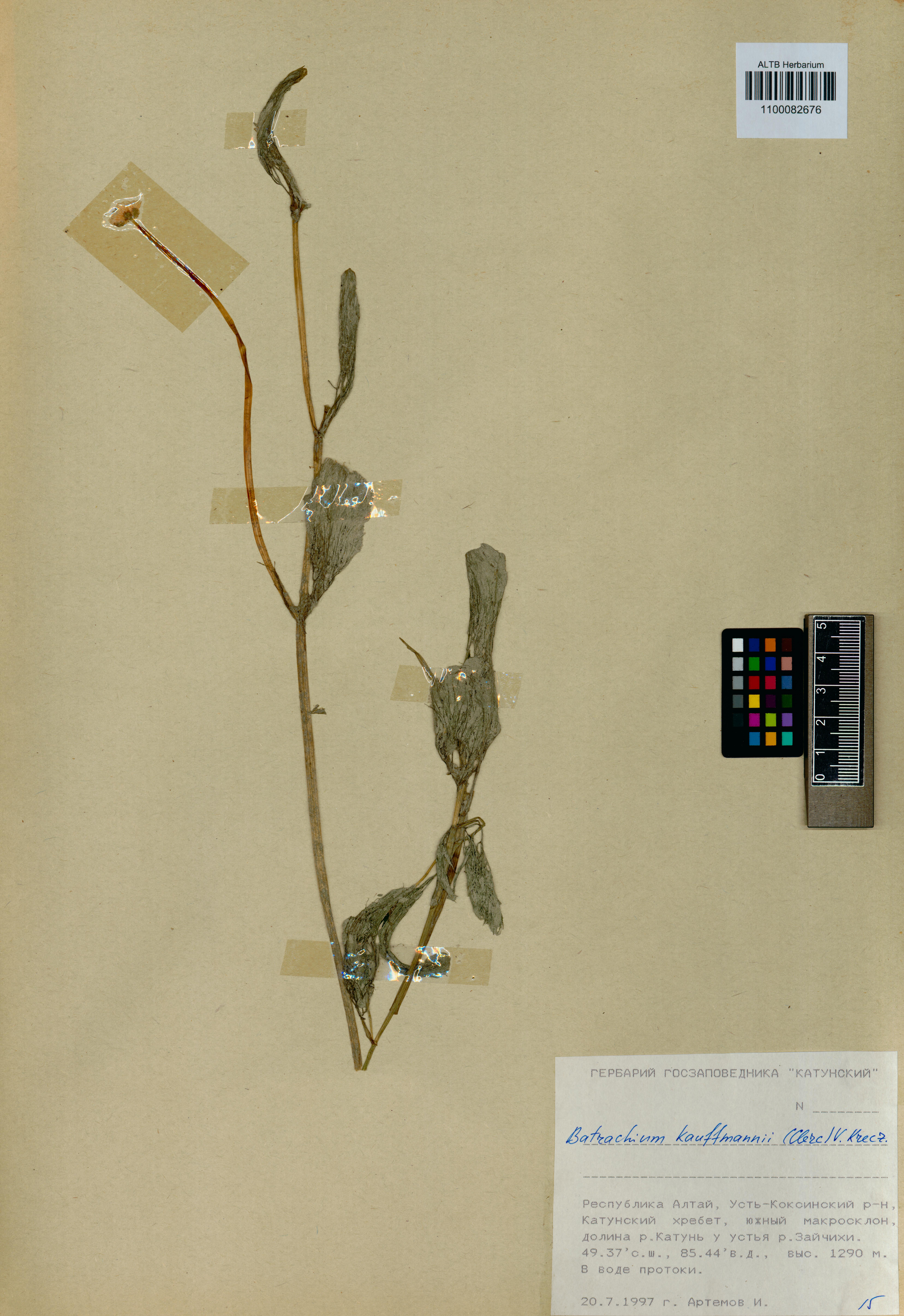 Batrachium kauffmannii (Clerc) Krecz.